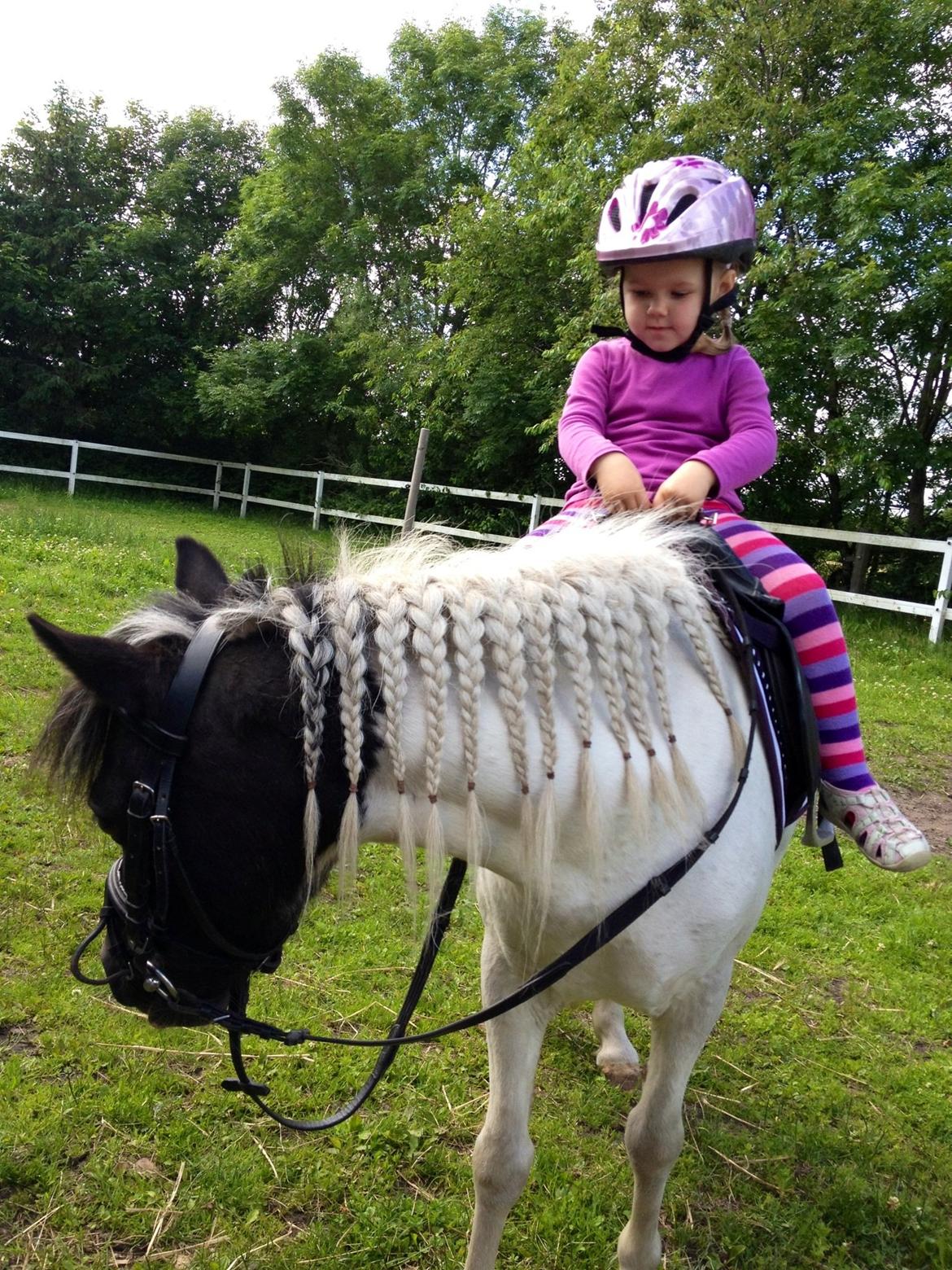 Anden særlig race Perle billede 13