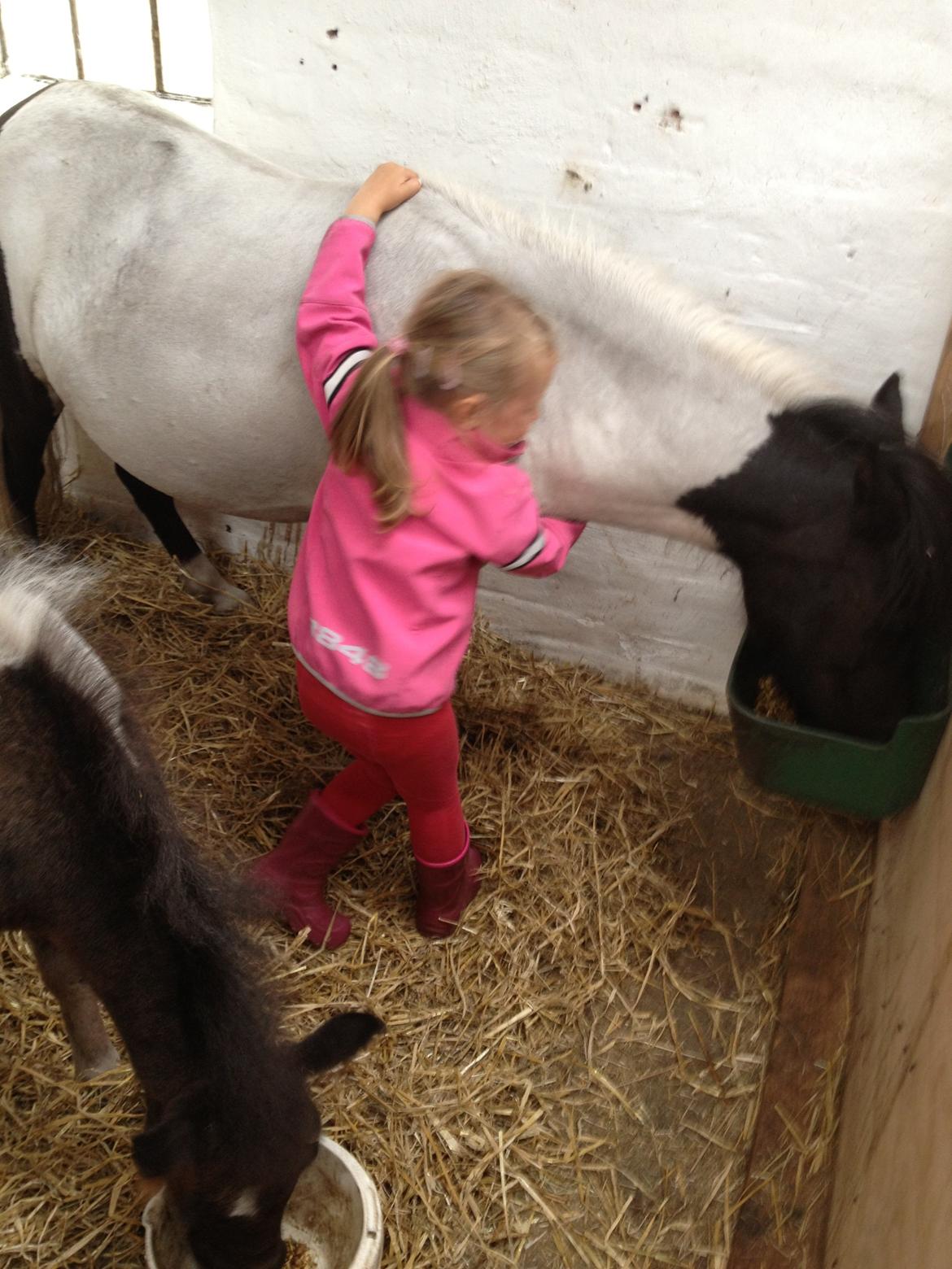 Anden særlig race Perle billede 15