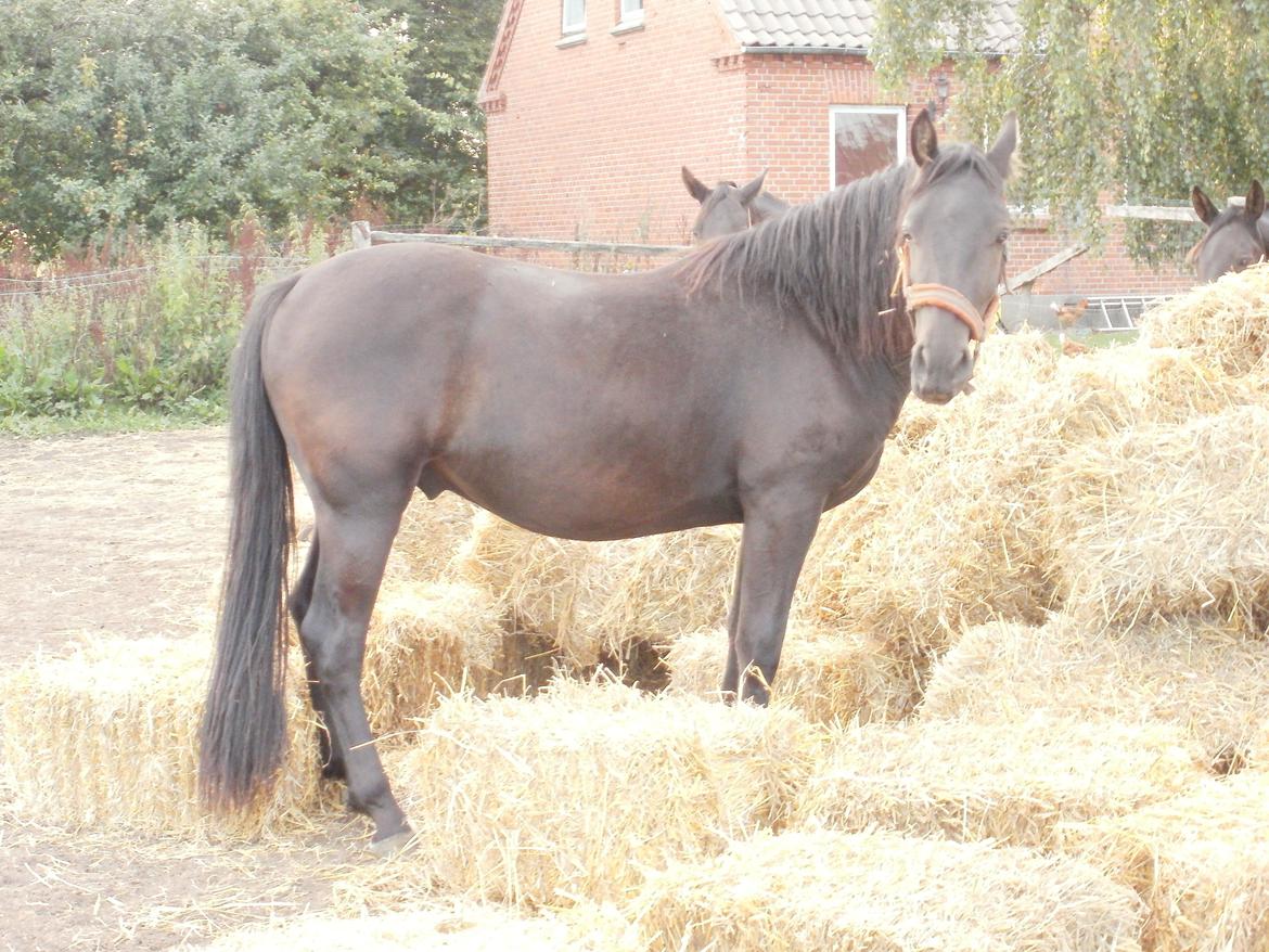 Anden særlig race Engbæks Lurifax - 31/8 2013 billede 15