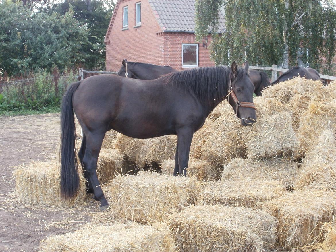 Anden særlig race Engbæks Lurifax billede 16