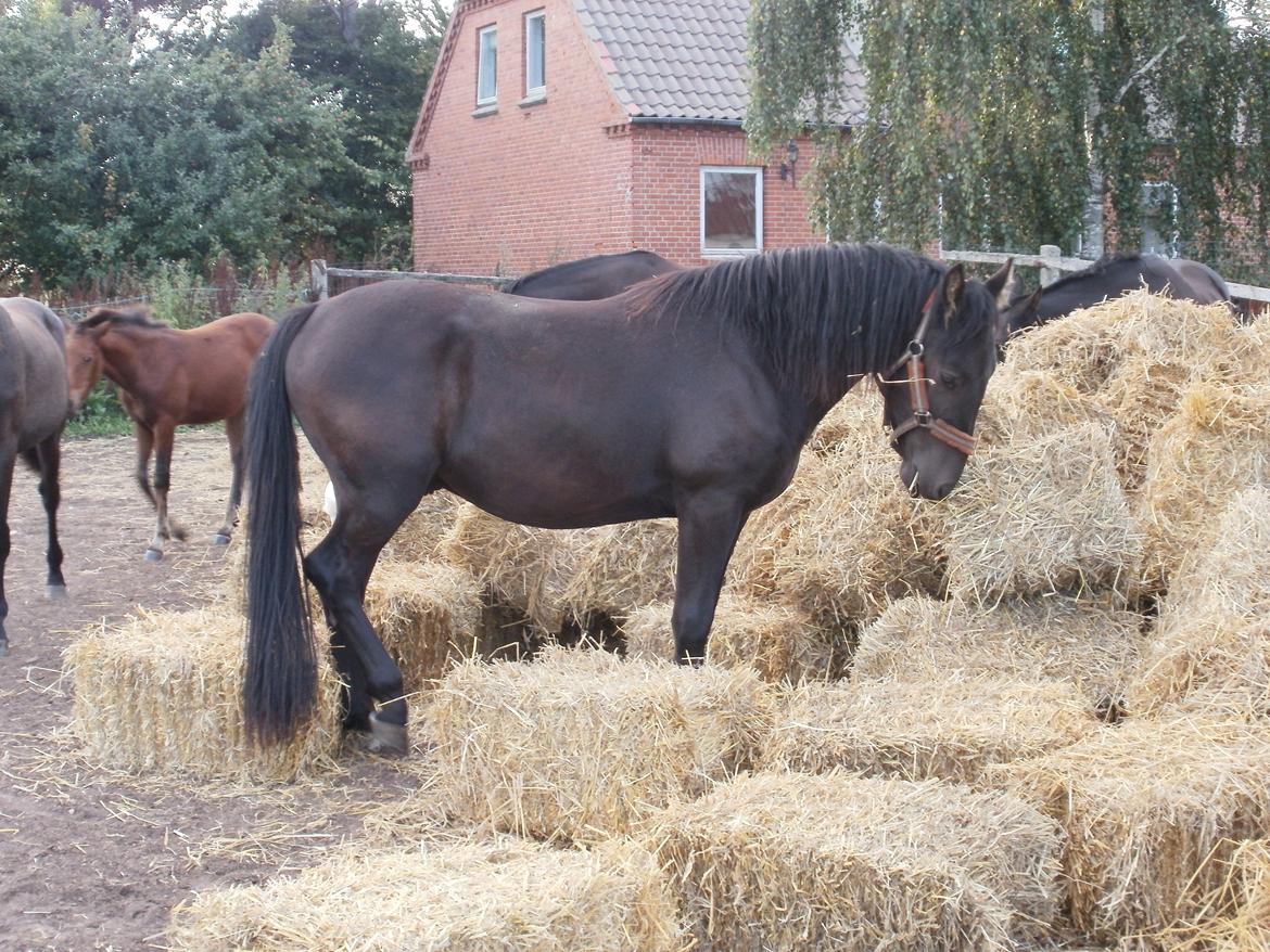 Anden særlig race Engbæks Lurifax - 31/8 2013 billede 17
