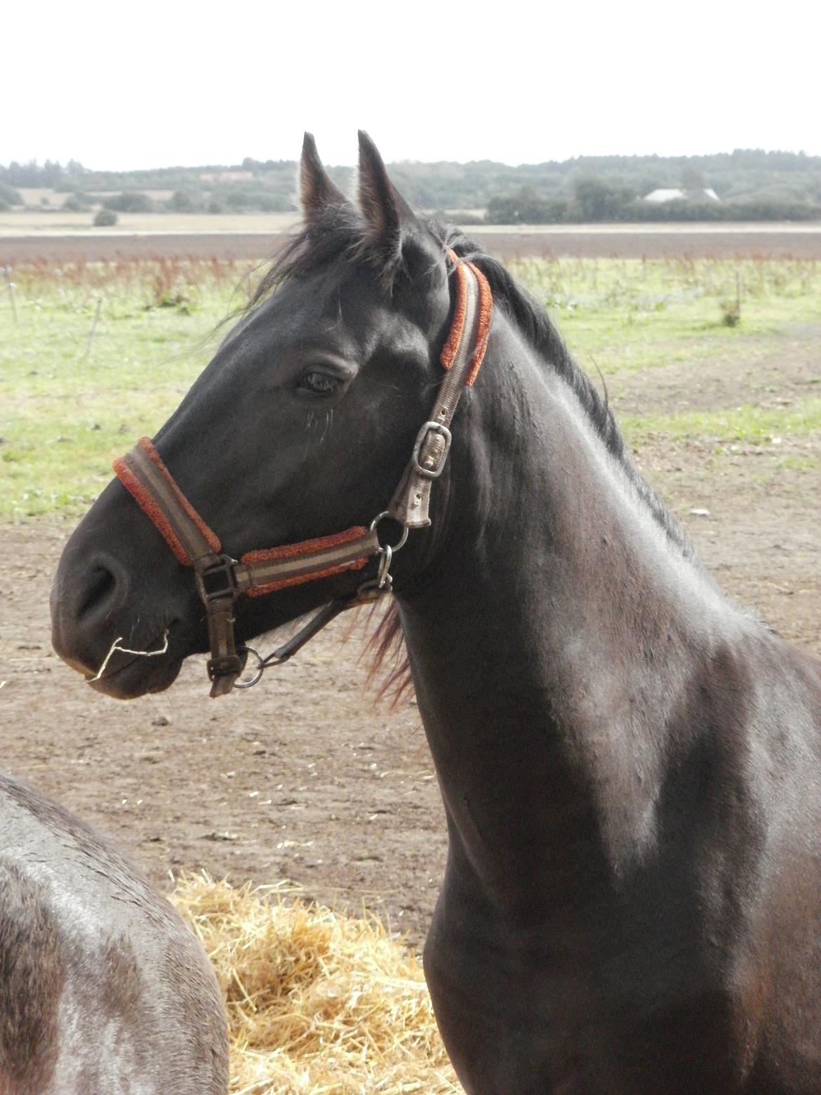 Anden særlig race Engbæks Lurifax billede 18