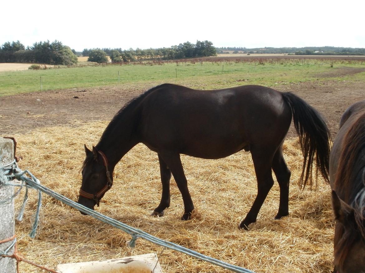 Anden særlig race Engbæks Lurifax - 31/8 2013 billede 19