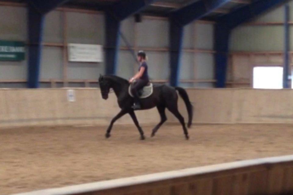 Dansk Varmblod Prada - Prada første gang i den store ridehal billede 8