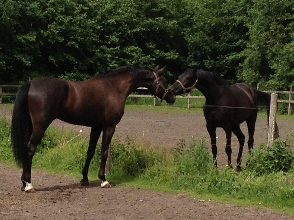 Dansk Varmblod Prada - Don K og Prada billede 7