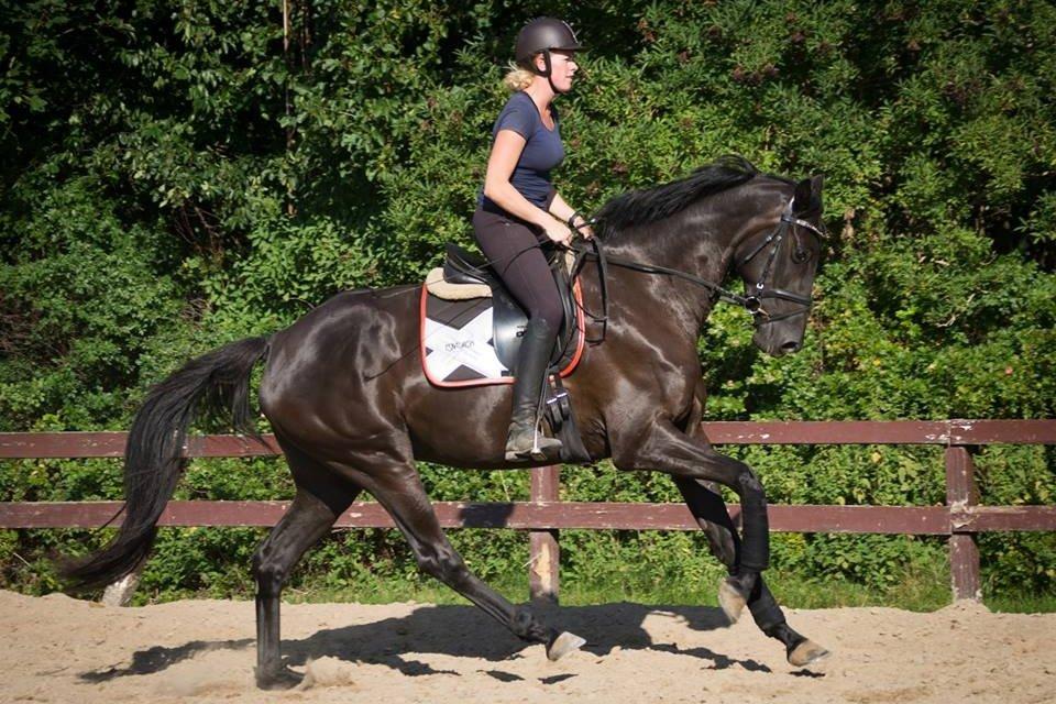 Dansk Varmblod Prada - Fotoshoot billede 2