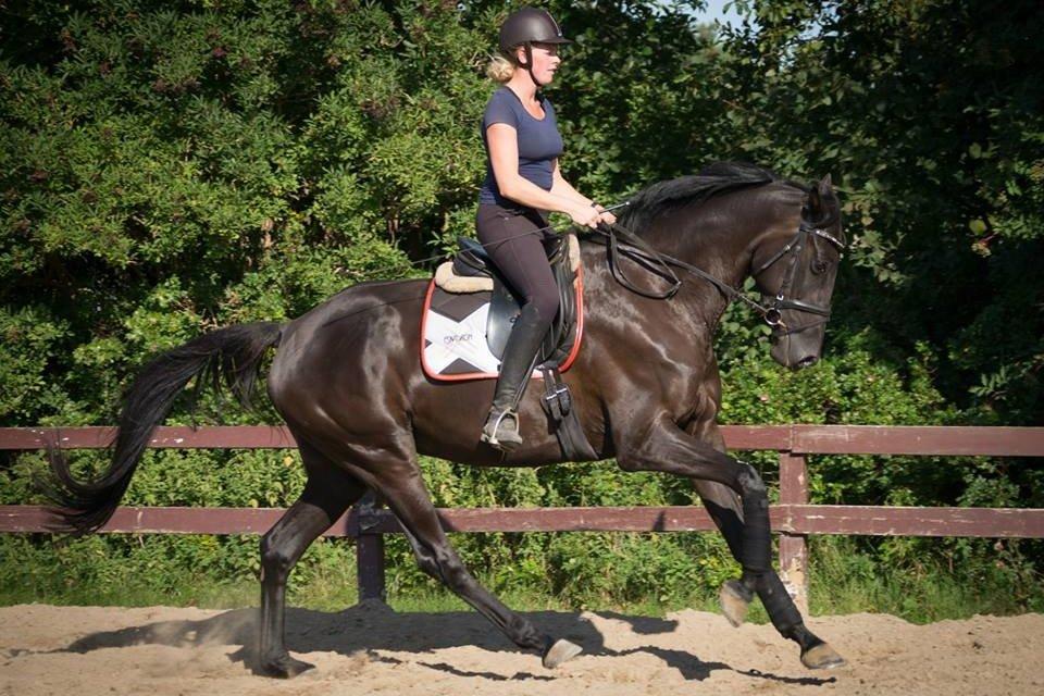 Dansk Varmblod Prada - Fotoshoot billede 5