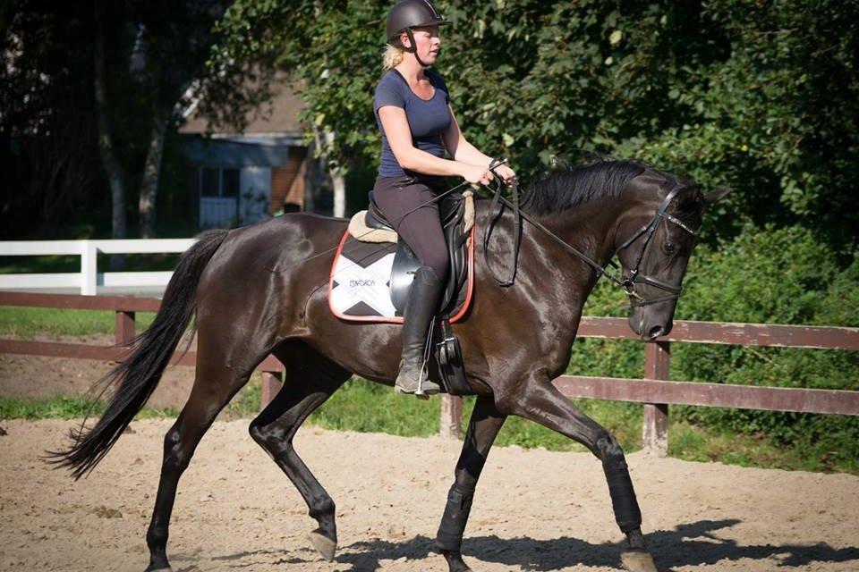 Dansk Varmblod Prada - Fotoshoot billede 3