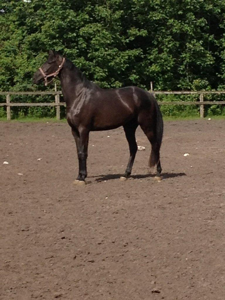 Dansk Varmblod Prada - Prada på fold billede 6