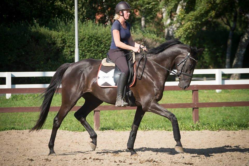 Dansk Varmblod Prada - Fotoshoot billede 4