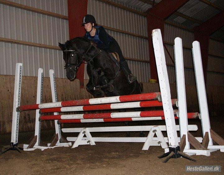 Anden særlig race Chico (Oldenborg/DSP) billede 8