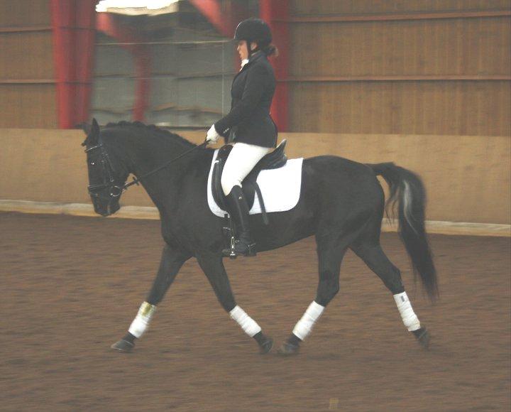 Anden særlig race Chico (Oldenborg/DSP) - Første stævne sammen.  billede 3