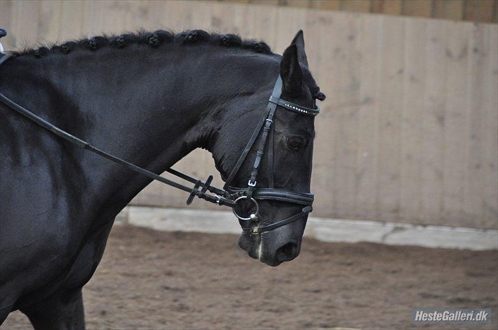 Anden særlig race Chico (Oldenborg/DSP) billede 4