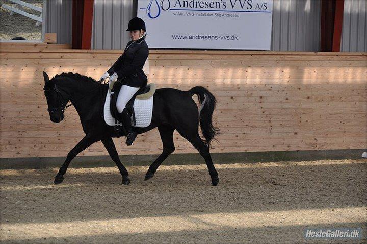Anden særlig race Chico (Oldenborg/DSP) billede 5
