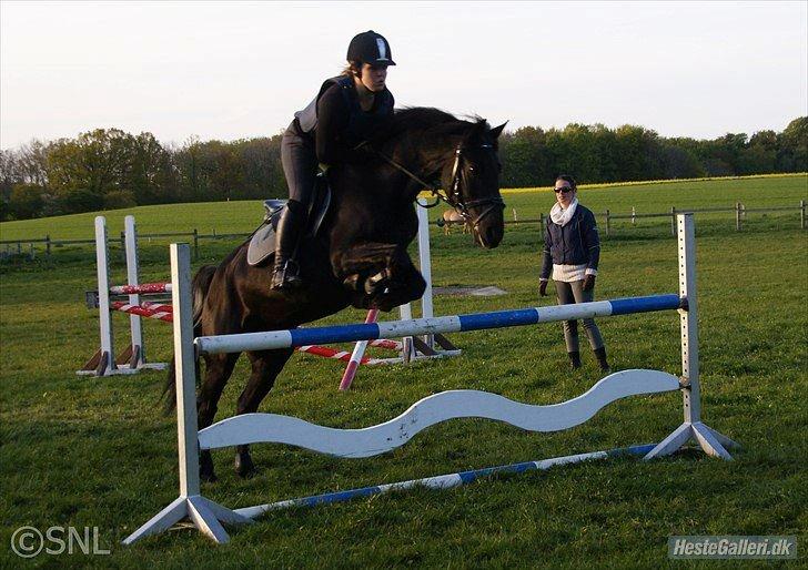 Anden særlig race Chico (Oldenborg/DSP) billede 6