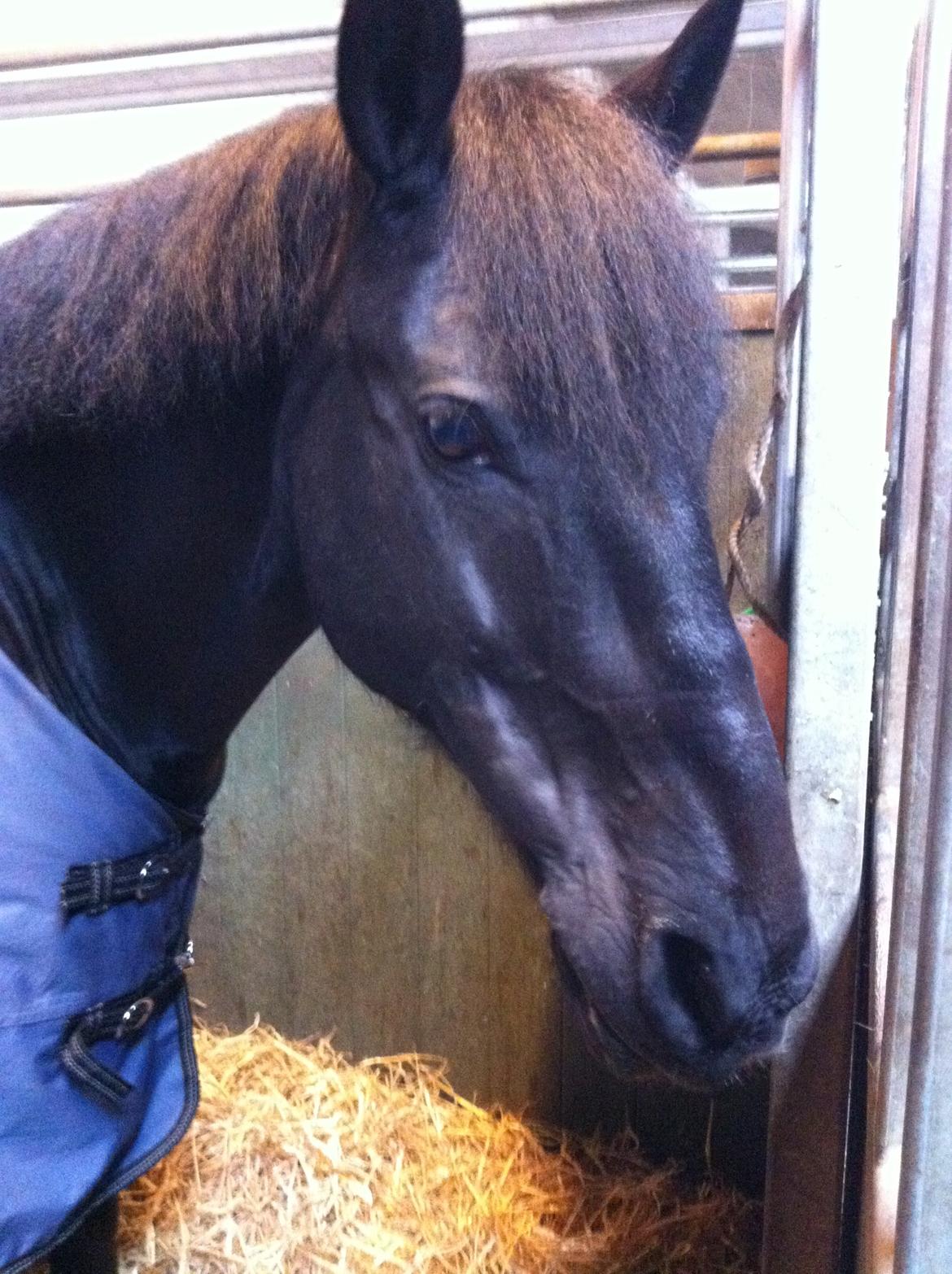 Anden særlig race Chico (Oldenborg/DSP) billede 7