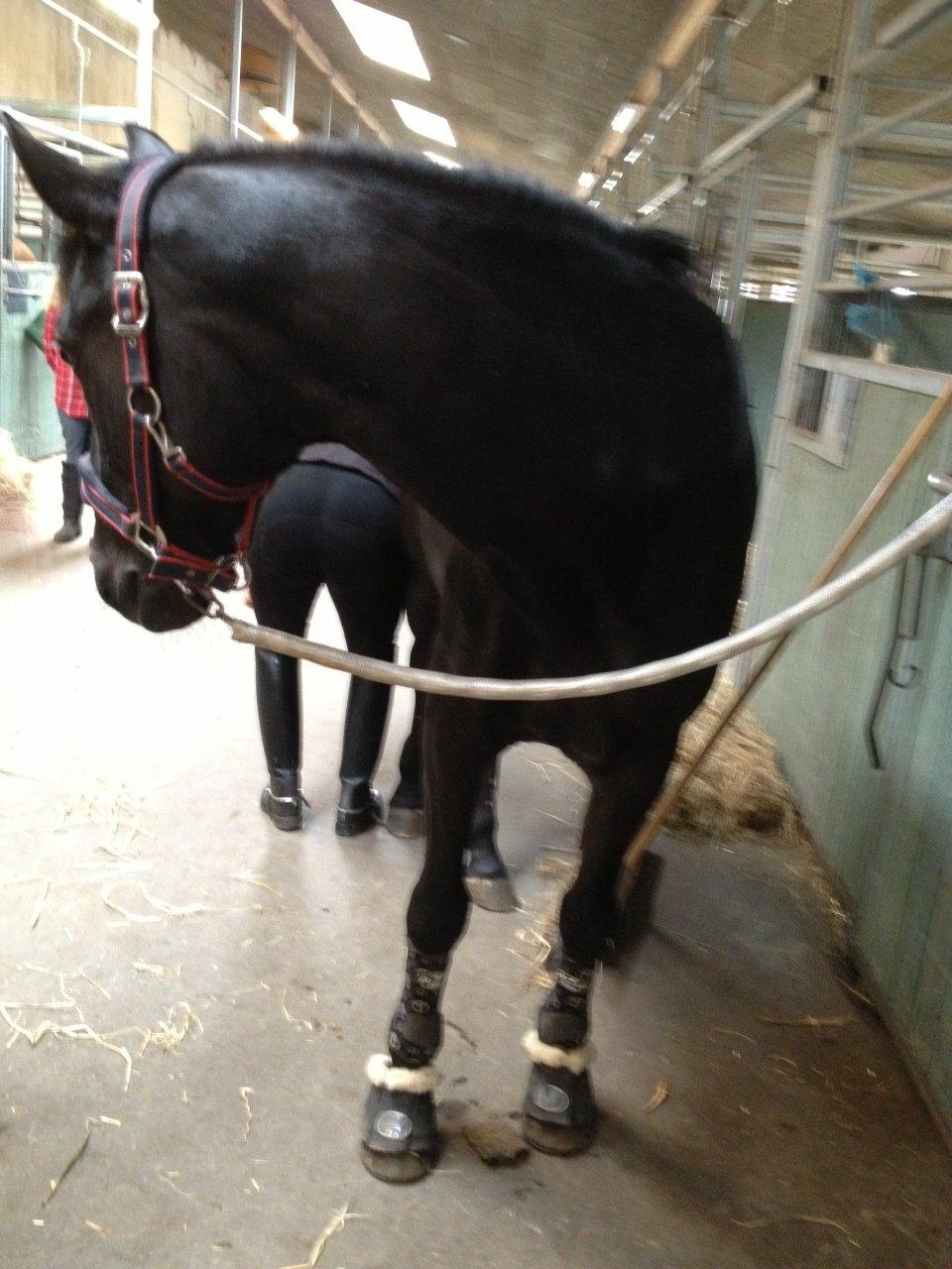 Anden særlig race Chico (Oldenborg/DSP) billede 9