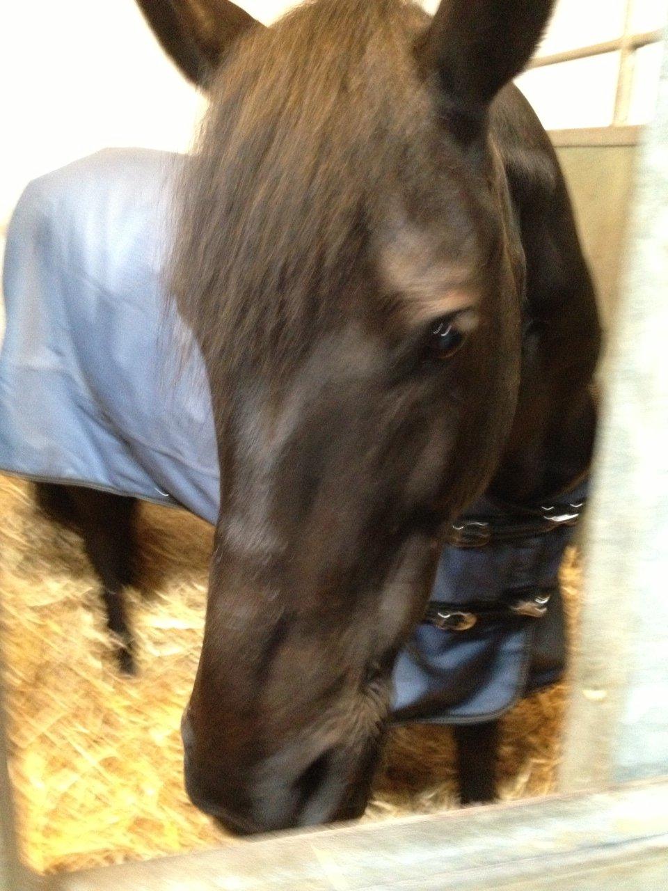 Anden særlig race Chico (Oldenborg/DSP) billede 10