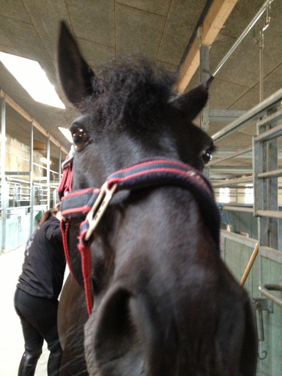 Anden særlig race Chico (Oldenborg/DSP) billede 11