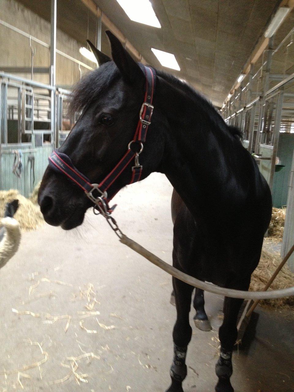 Anden særlig race Chico (Oldenborg/DSP) billede 12