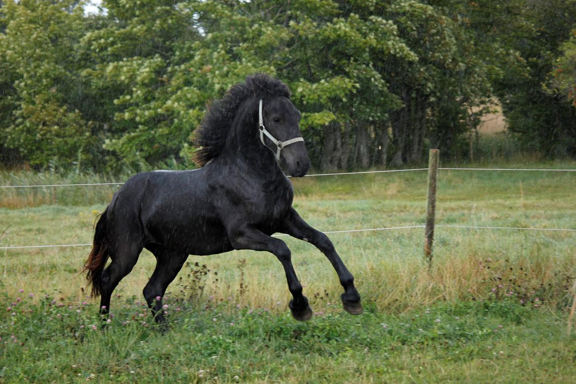 Frieser Myrrha van Høgstedgaard billede 17