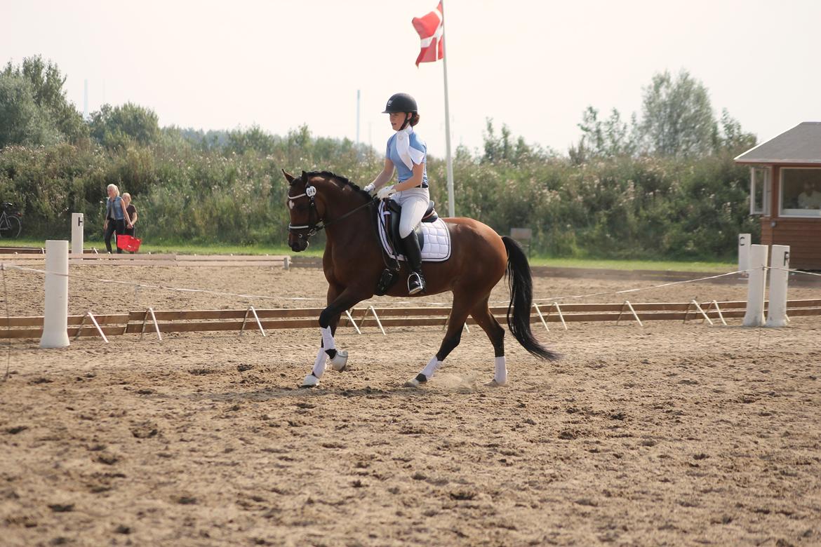 DSP Røgild's Cabatini Z billede 13