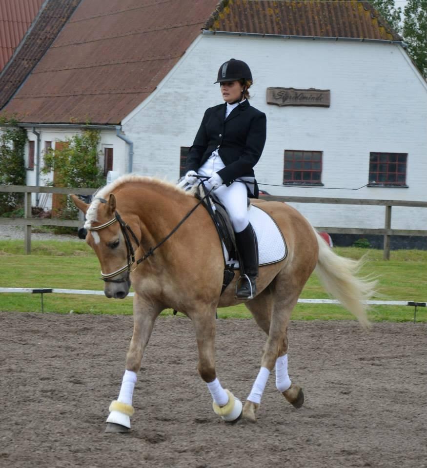 Haflinger Eskedalens Akinos billede 1