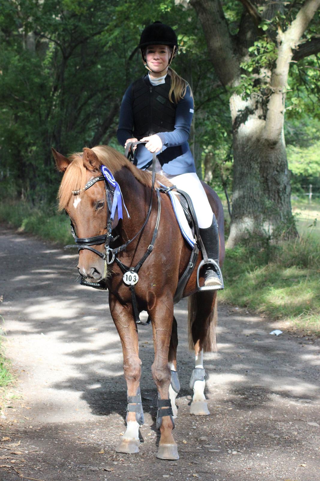 Tysk Sportspony Darling - Stjerne ponyen! billede 1