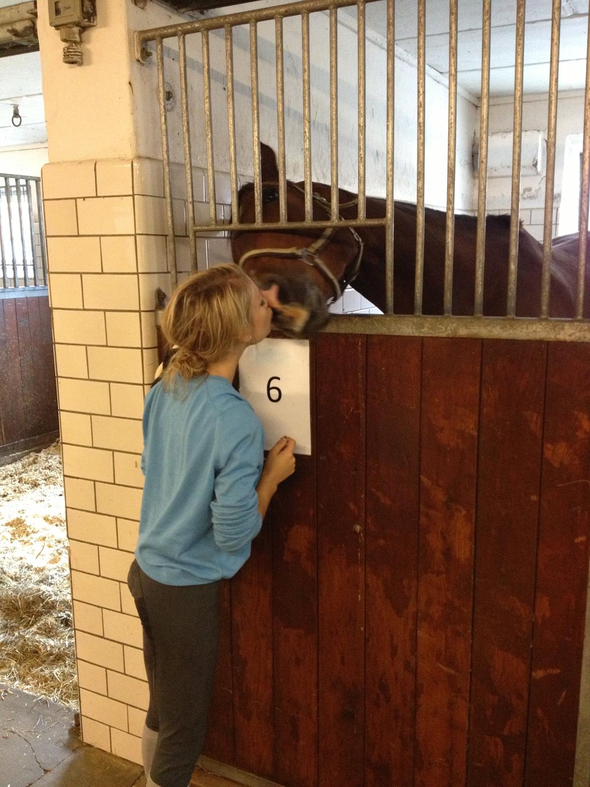 Dansk Varmblod Stejlbjerggaards Cyrillis - 08/09 - 2013, 5 dage efter skaden skete. Glad hest med masser af energi! billede 16