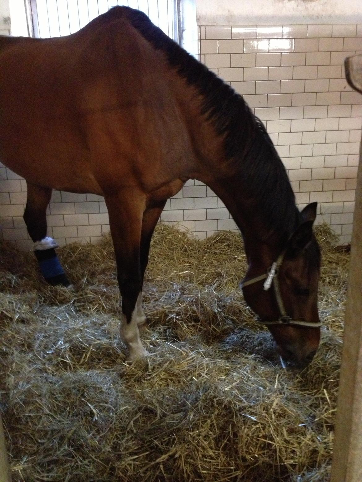 Dansk Varmblod Stejlbjerggaards Cyrillis - 05/09 - 2013, 2 dage efter skaden skete. billede 14