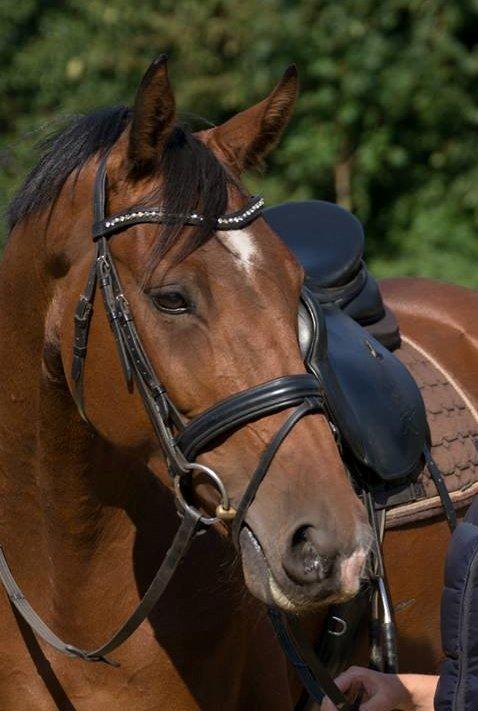 Dansk Varmblod Hoeck's Caliscan billede 1