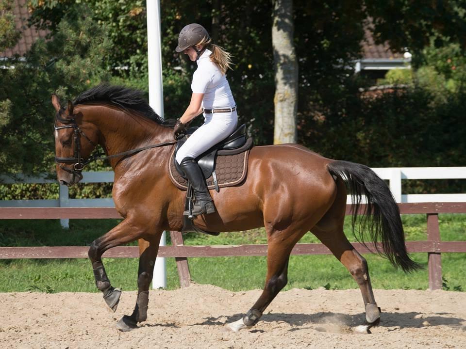 Dansk Varmblod Hoeck's Caliscan billede 4