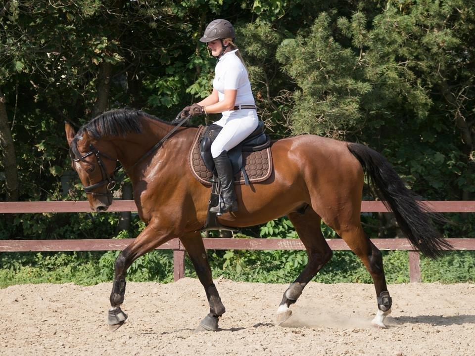 Dansk Varmblod Hoeck's Caliscan billede 5