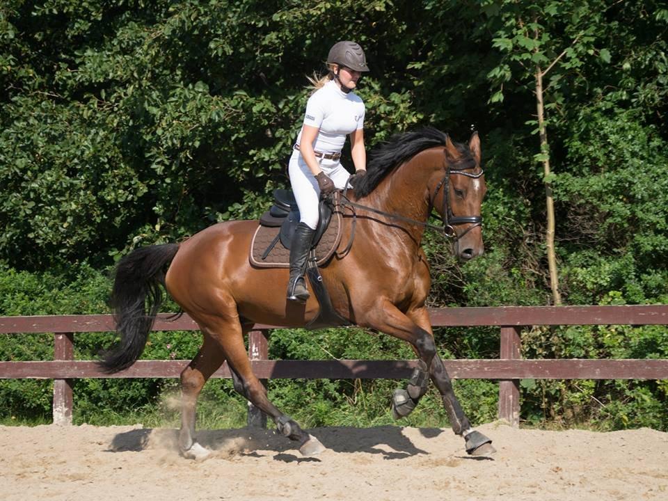 Dansk Varmblod Hoeck's Caliscan billede 3