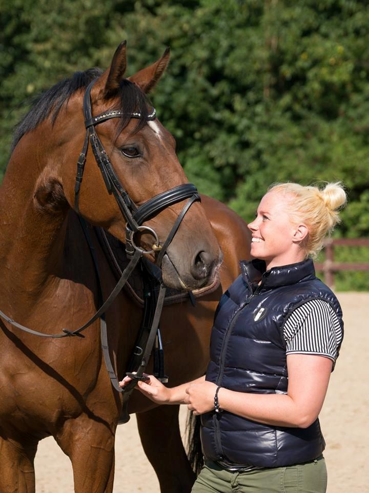 Dansk Varmblod Hoeck's Caliscan billede 2