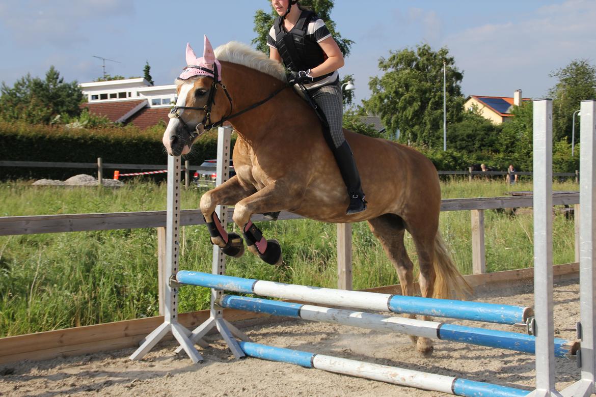 Haflinger Studgårdens Sally <3<3 - 18] Sally og jeg uden saddel, sidste spring time inden sommer ferien. Hun var så sød :) <3 Dato: 28.06 3013 Foto: Thea. billede 18