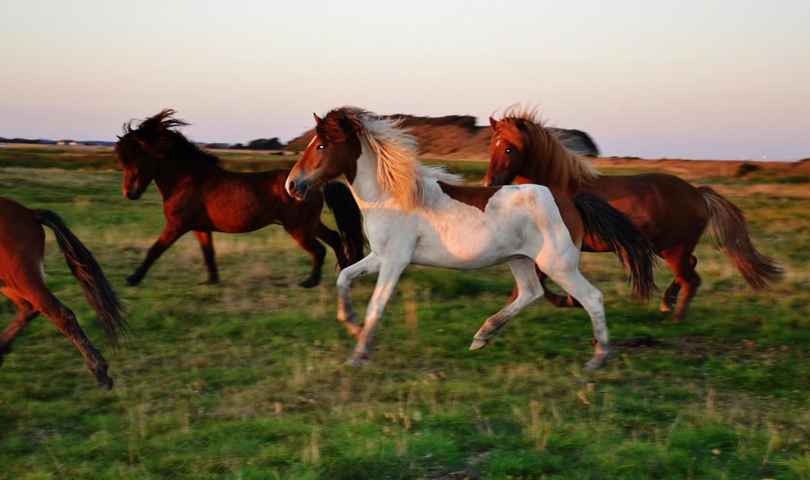 Islænder Mímir fra Havshøj - Mimse på hingstefold august 2013 - I will always be there for you, through the good times and the bad, the smooth and the rough, or just any other time you need somebody ... Just look for me, and I'll be there for you billede 20