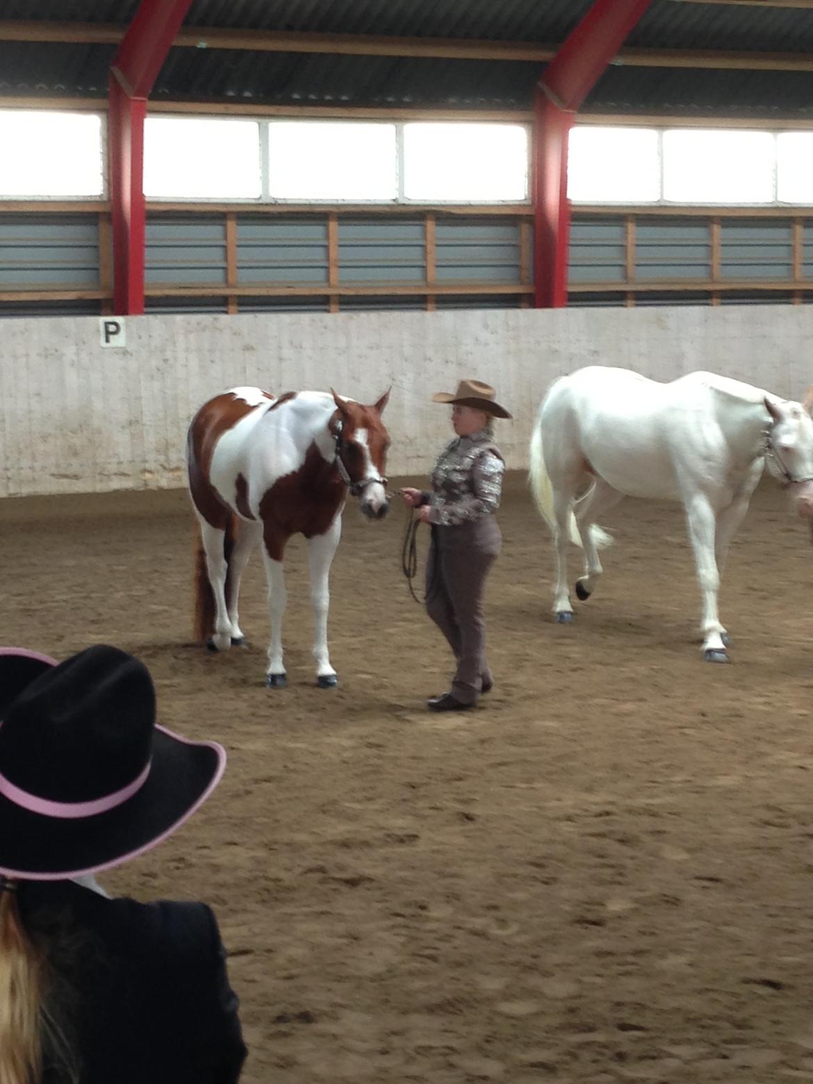 Paint GAMBLERS HOT ZIP - line op til Showmanship til DM 2013 billede 17