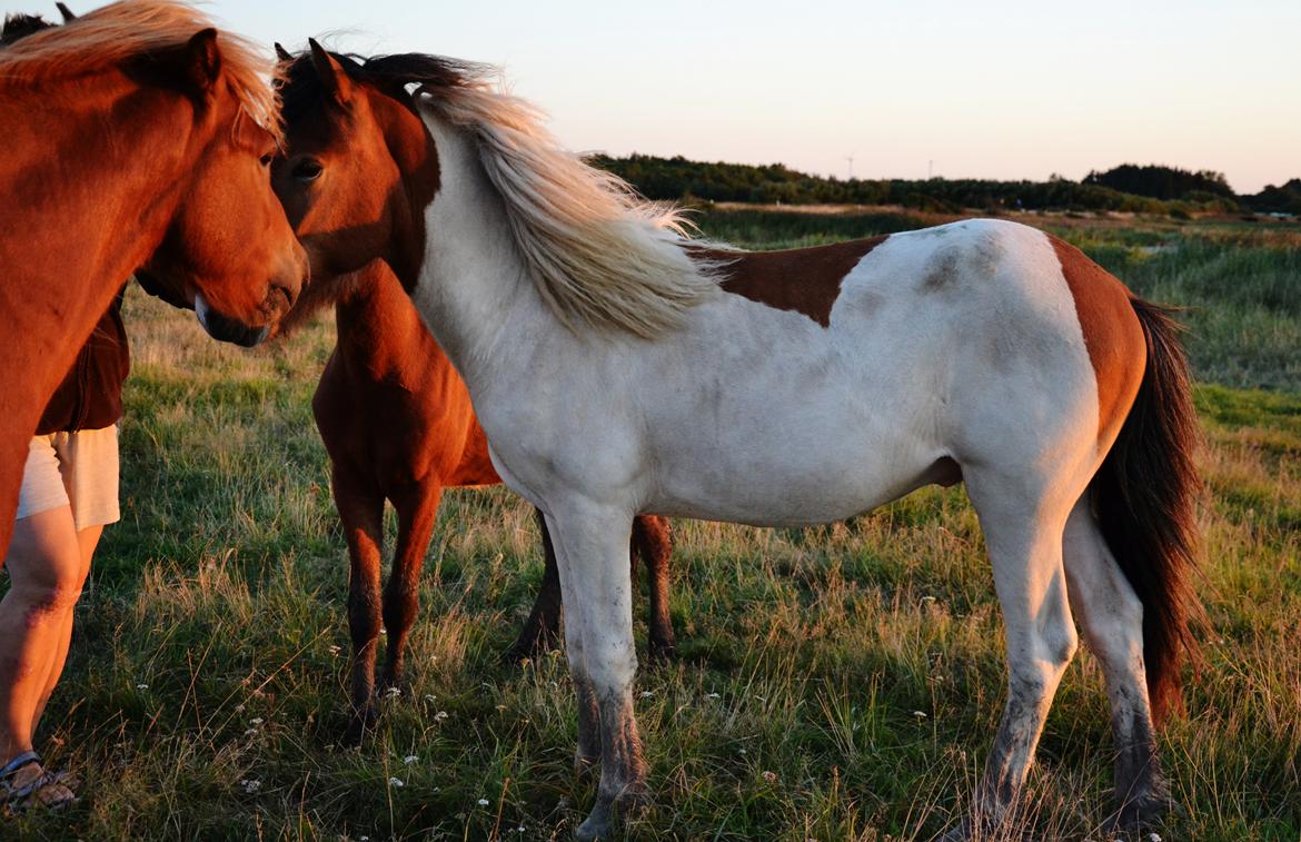 Islænder Mímir fra Havshøj - Udvikler sig så fint, august 2013
When I looked into your eyes I didnt see just you, I saw my today, my tomorrow, and my future for the rest of my life billede 10