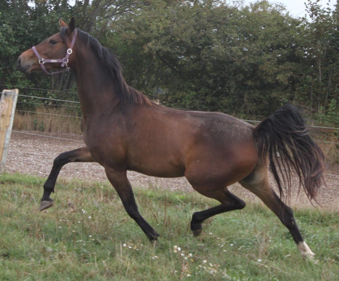 Dansk Varmblod Alby's Cocio billede 1