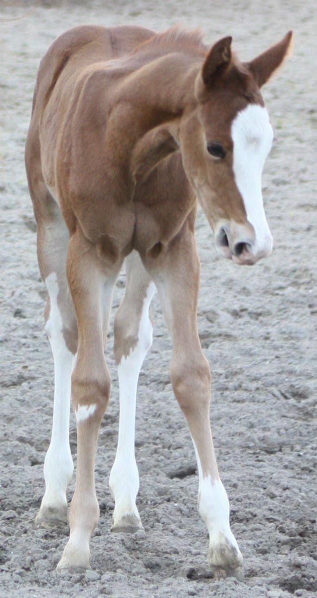 Paint Gambler Slowmotion billede 7