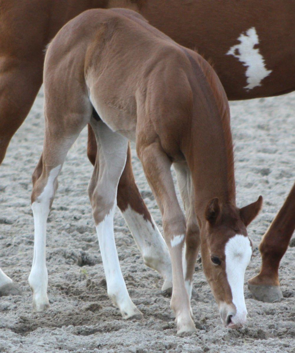 Paint Gambler Slowmotion billede 8