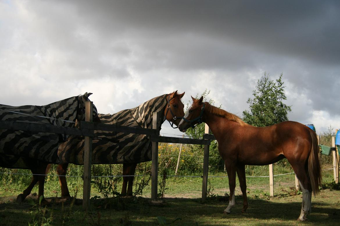 Paint Gambler Slowmotion billede 13