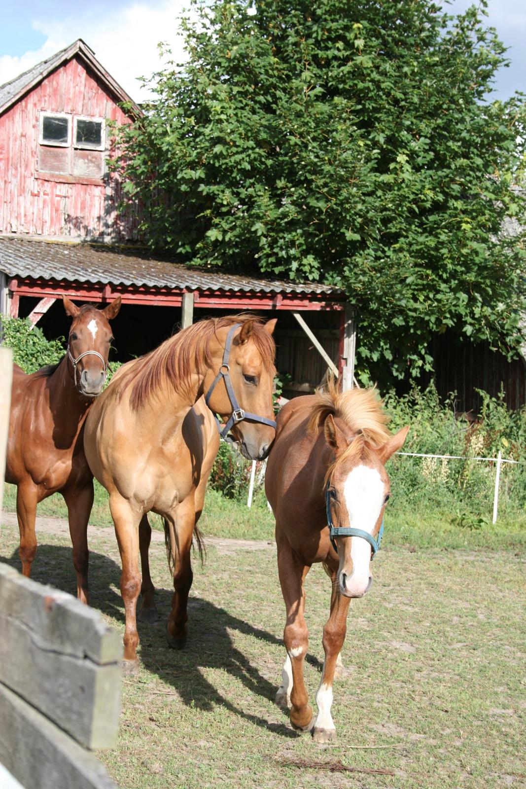 Paint Gambler Slowmotion billede 14