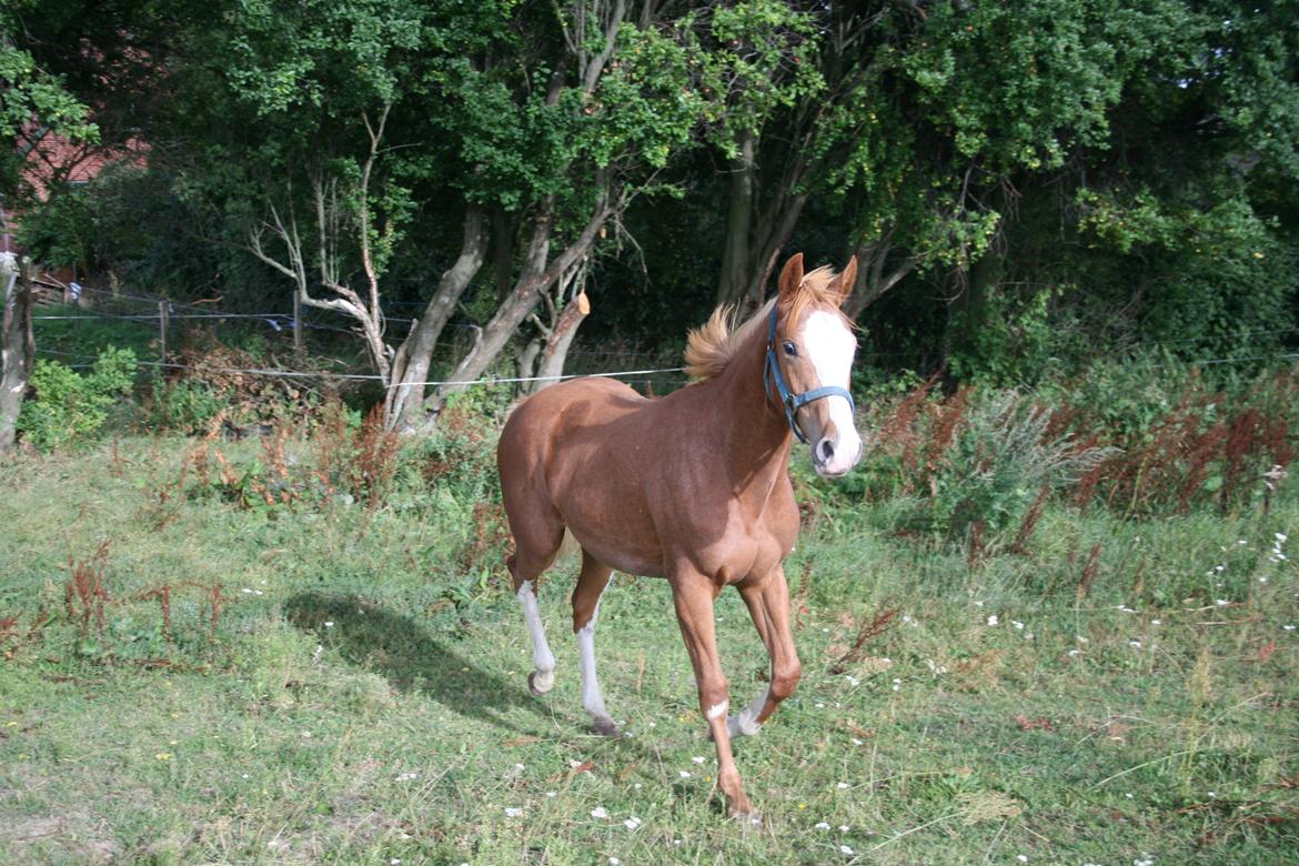 Paint Gambler Slowmotion billede 15