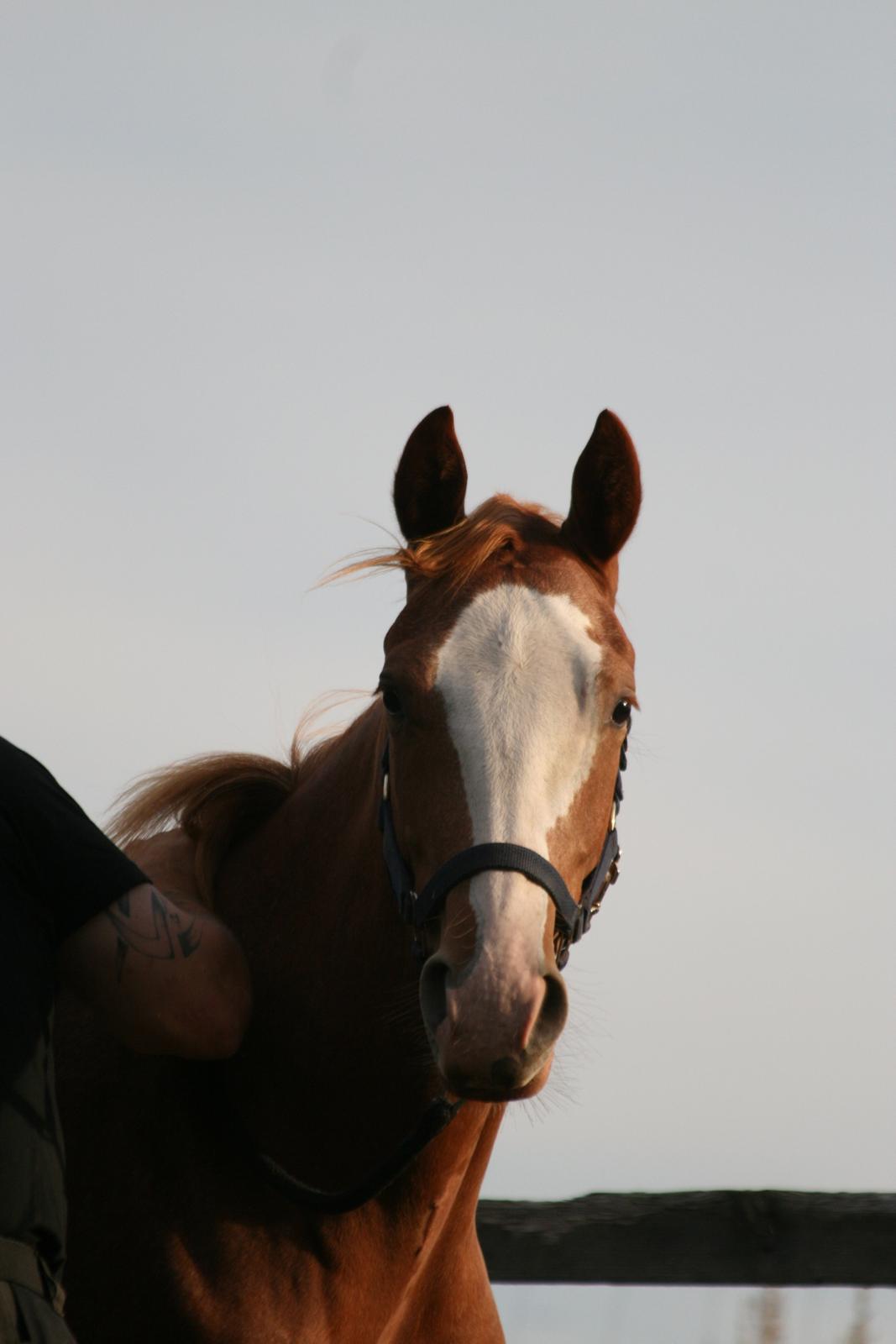 Paint Gambler Slowmotion billede 18