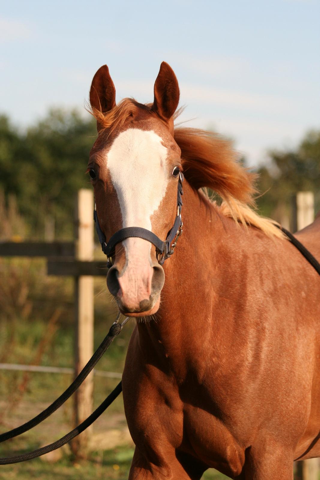 Paint Gambler Slowmotion billede 5