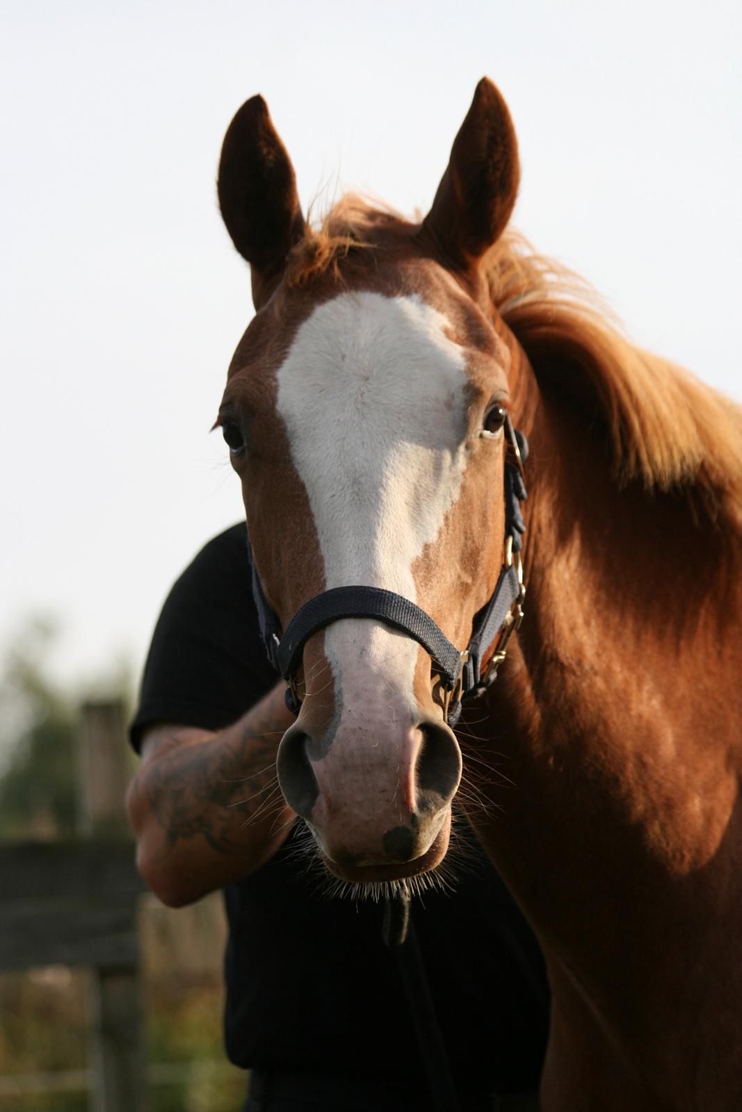 Paint Gambler Slowmotion billede 19