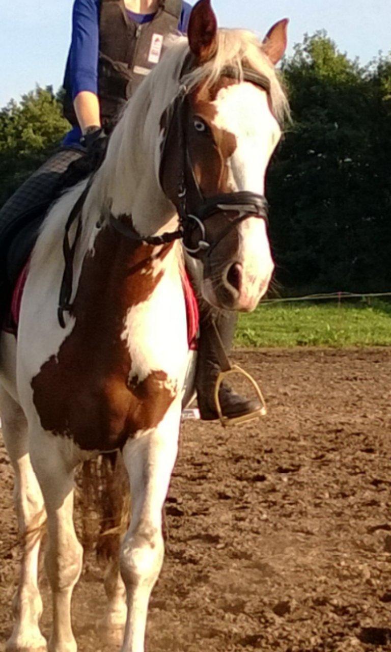 Barockpinto Langsigen Flint <3 - Første gang på ryggen af dig! :-) billede 8