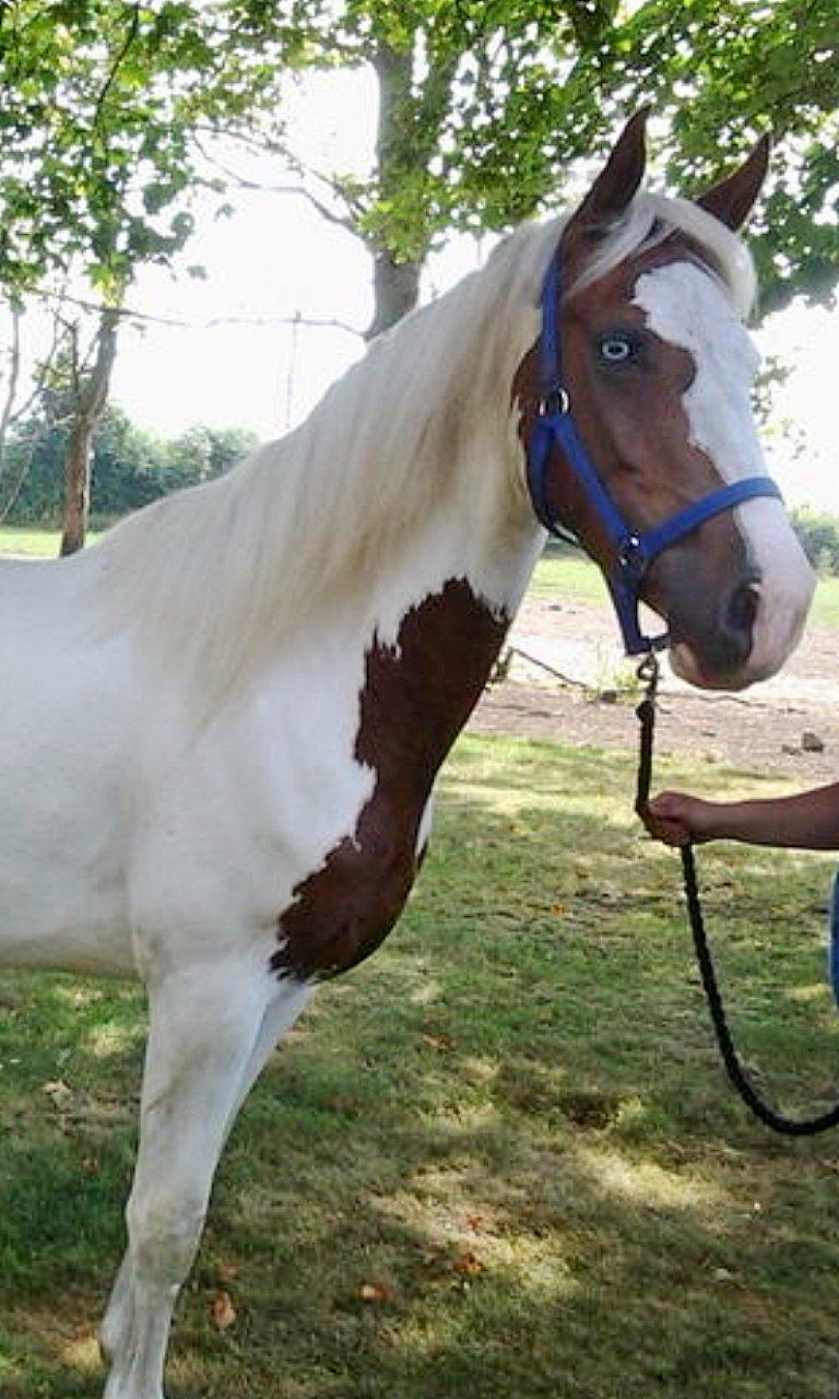 Barockpinto Langsigen Flint <3 - Så smuk og yndig! :-D billede 12